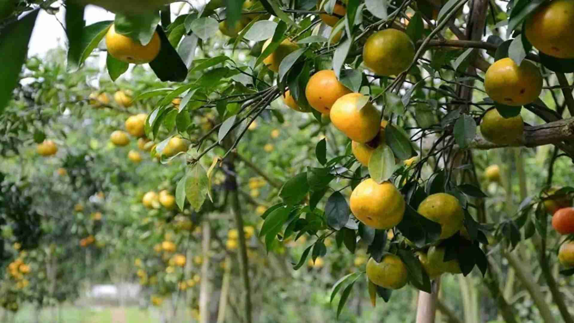 Ben Tre Fruit Gardens
